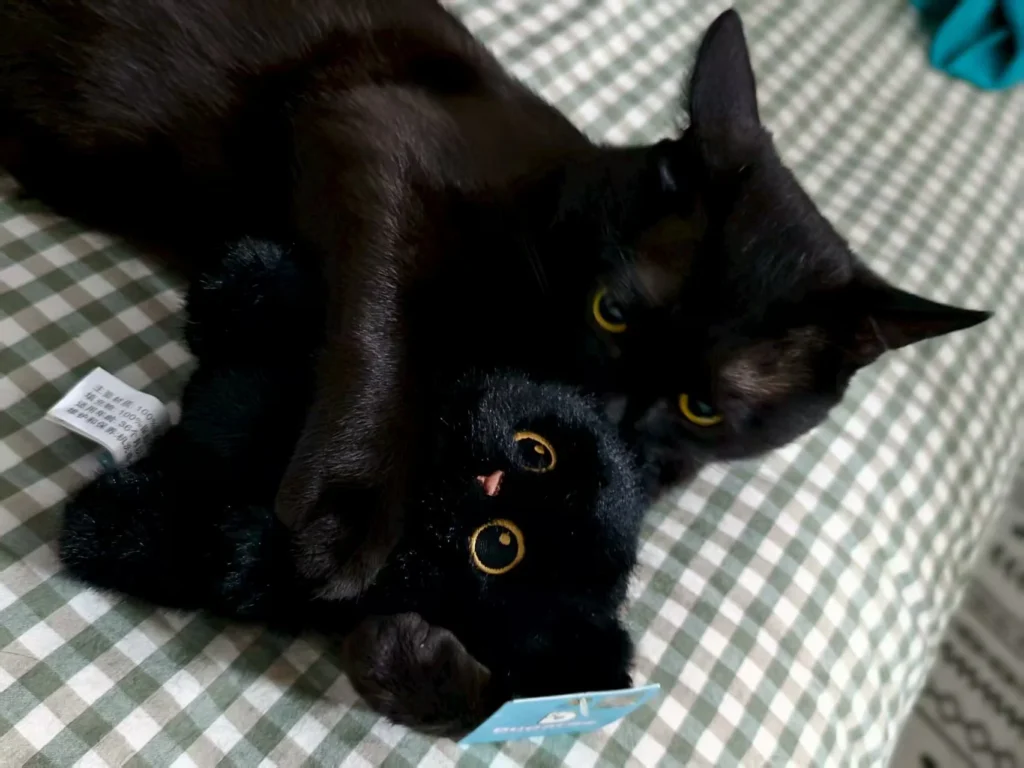 my cat